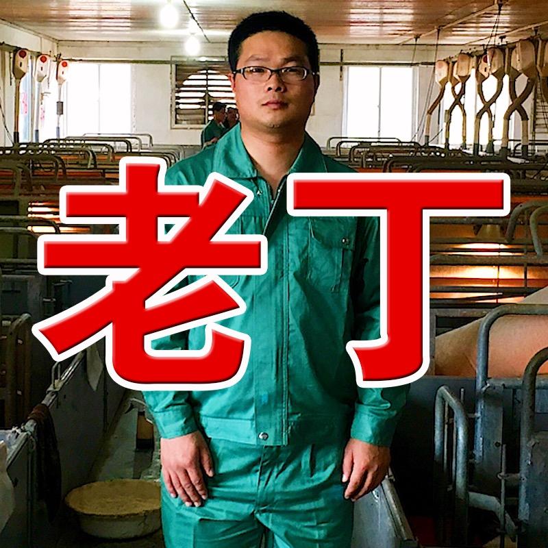 老丁养猪助手