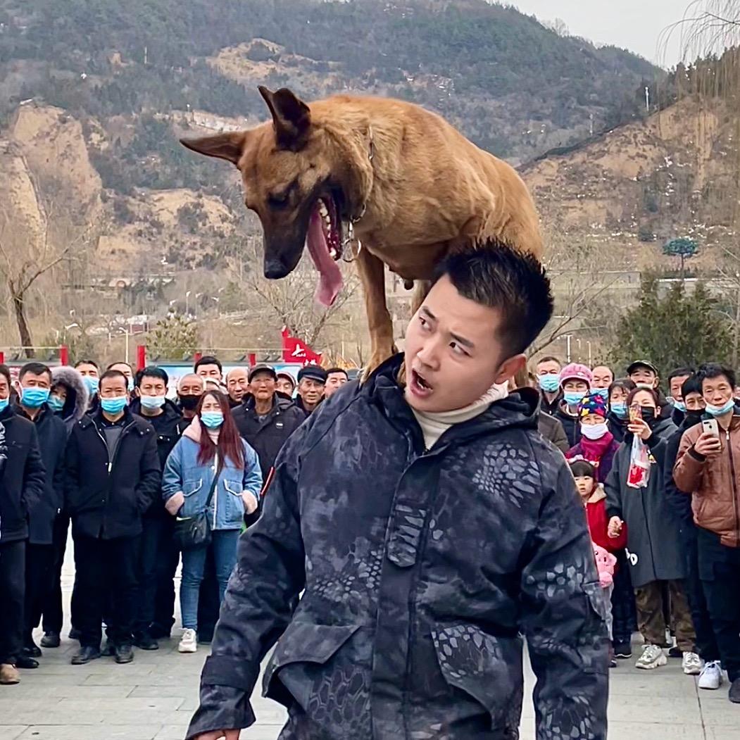 V先生的神犬