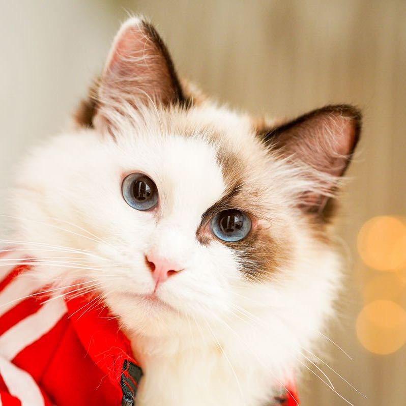 奈洛的猫