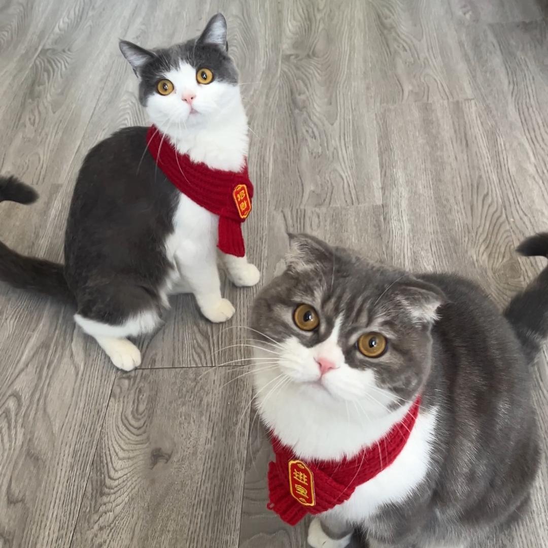 家有金山银山🐈