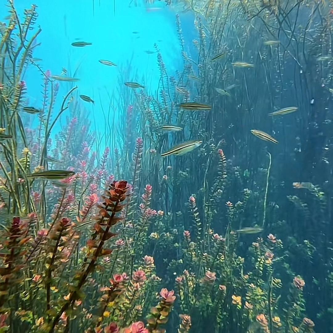 建始文旭盆景园经营部