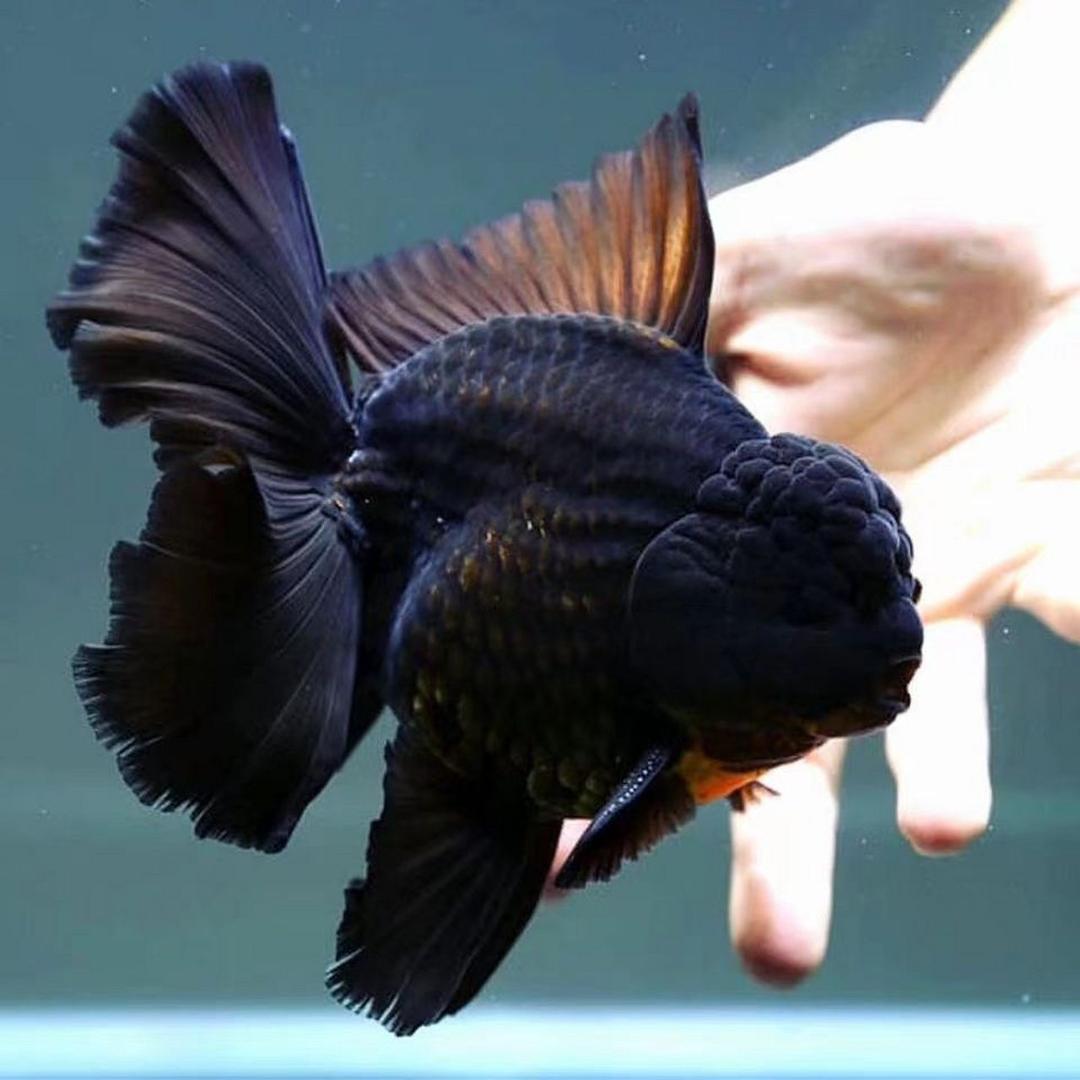 鱼游云间