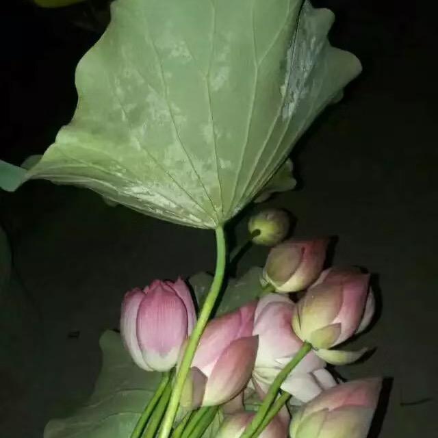 可可乐小晓
