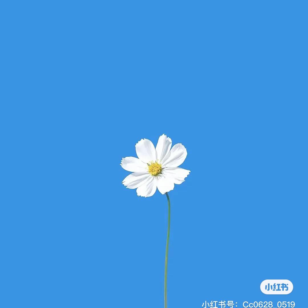 木槿花开。
