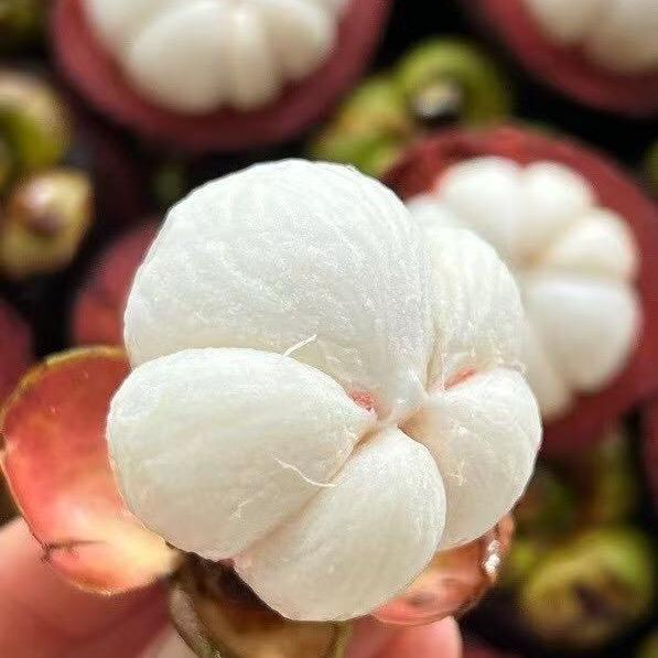 春风如玉
