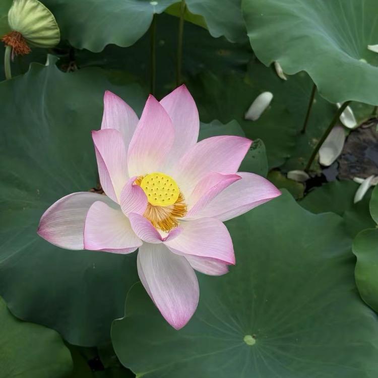 客画现（百货严选）
