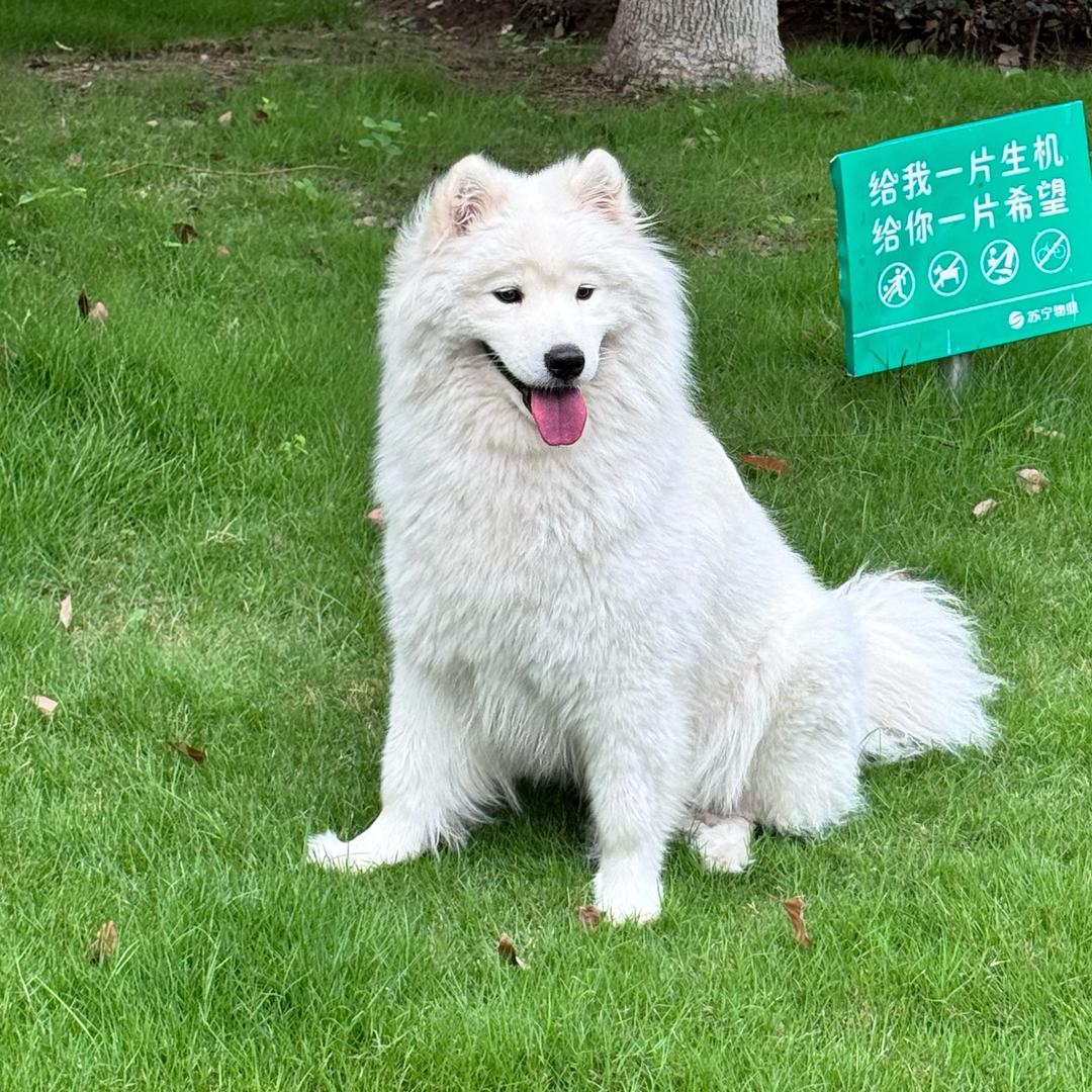 猫狗双全