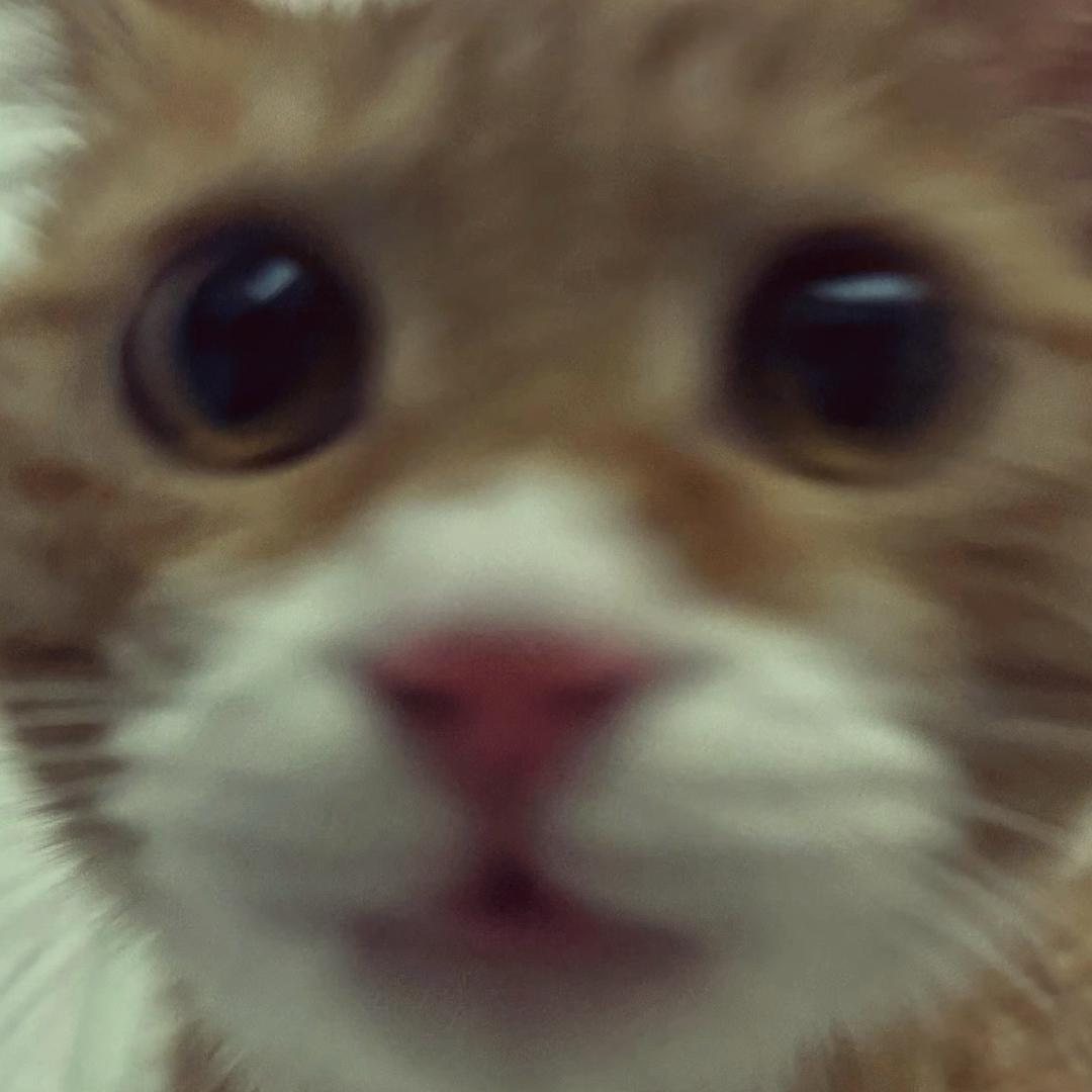 咪了个咪