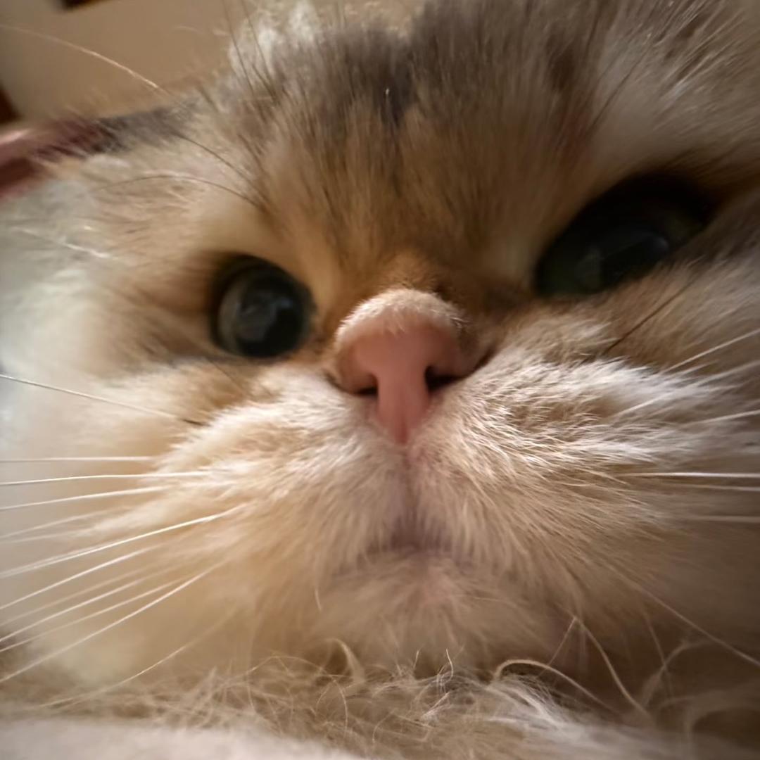 㞮孞.