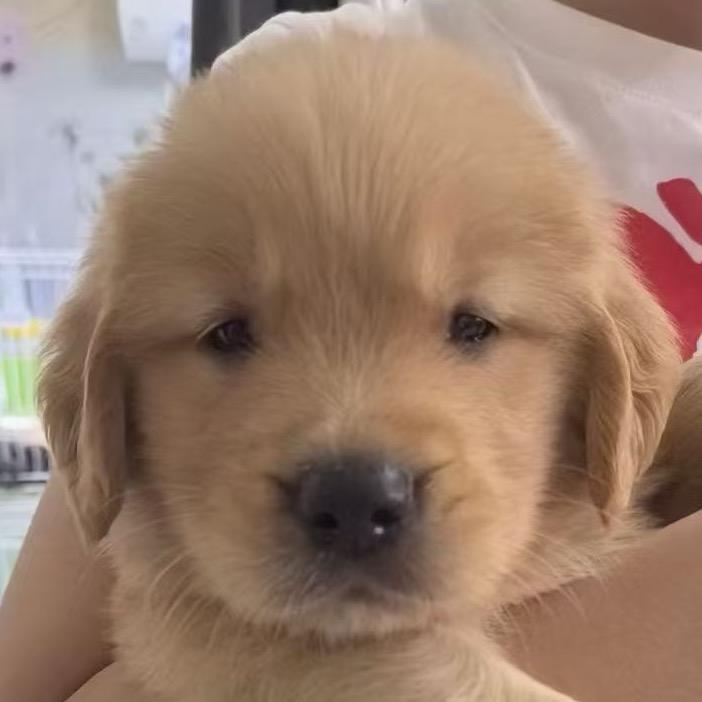 麻团是小狗