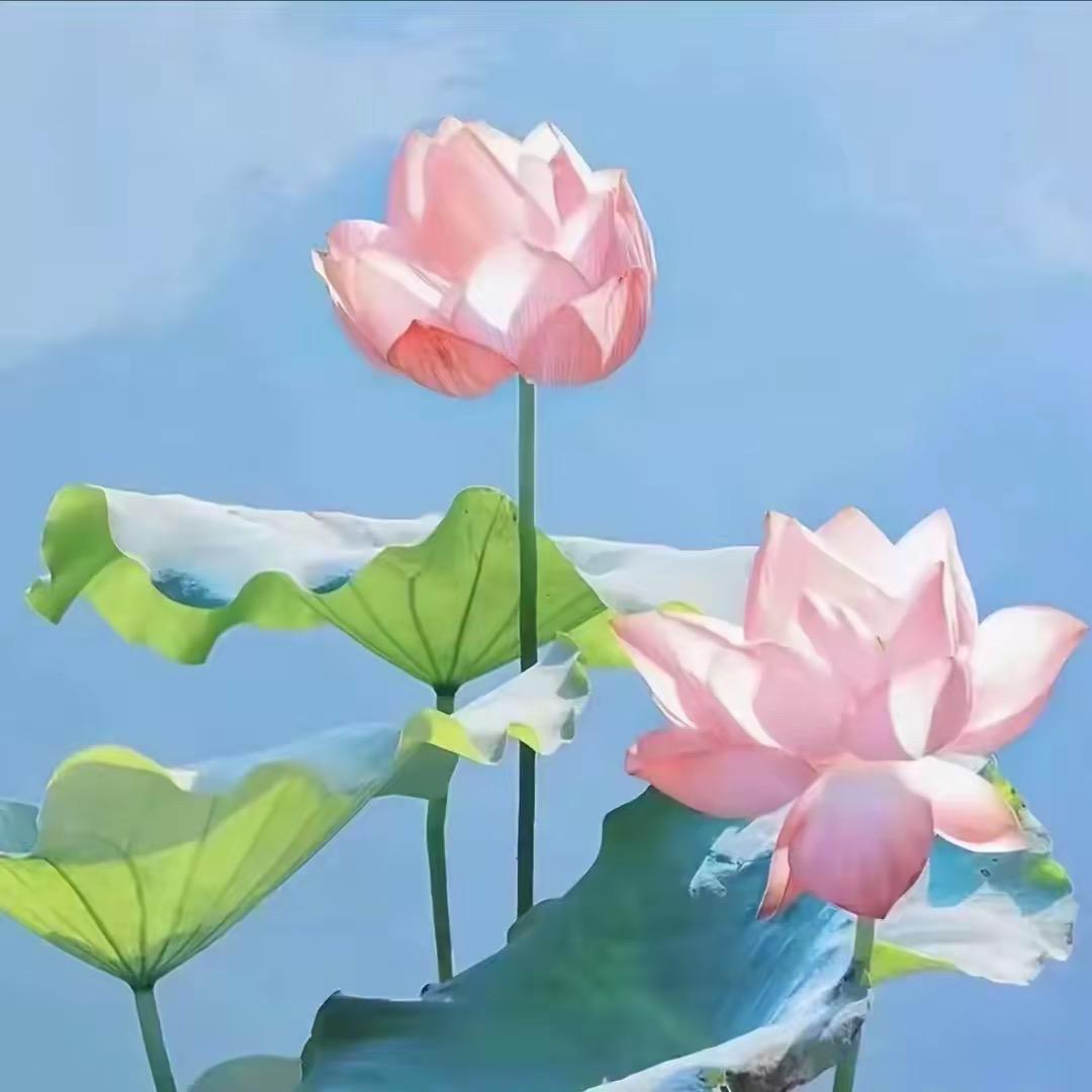 罗讲康健
