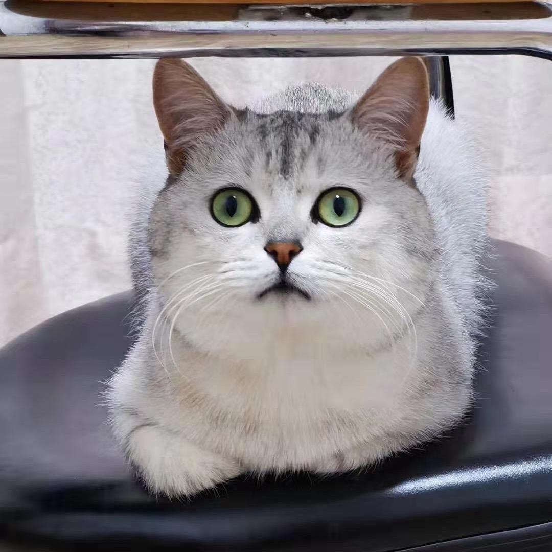 琪琪的喵生记录