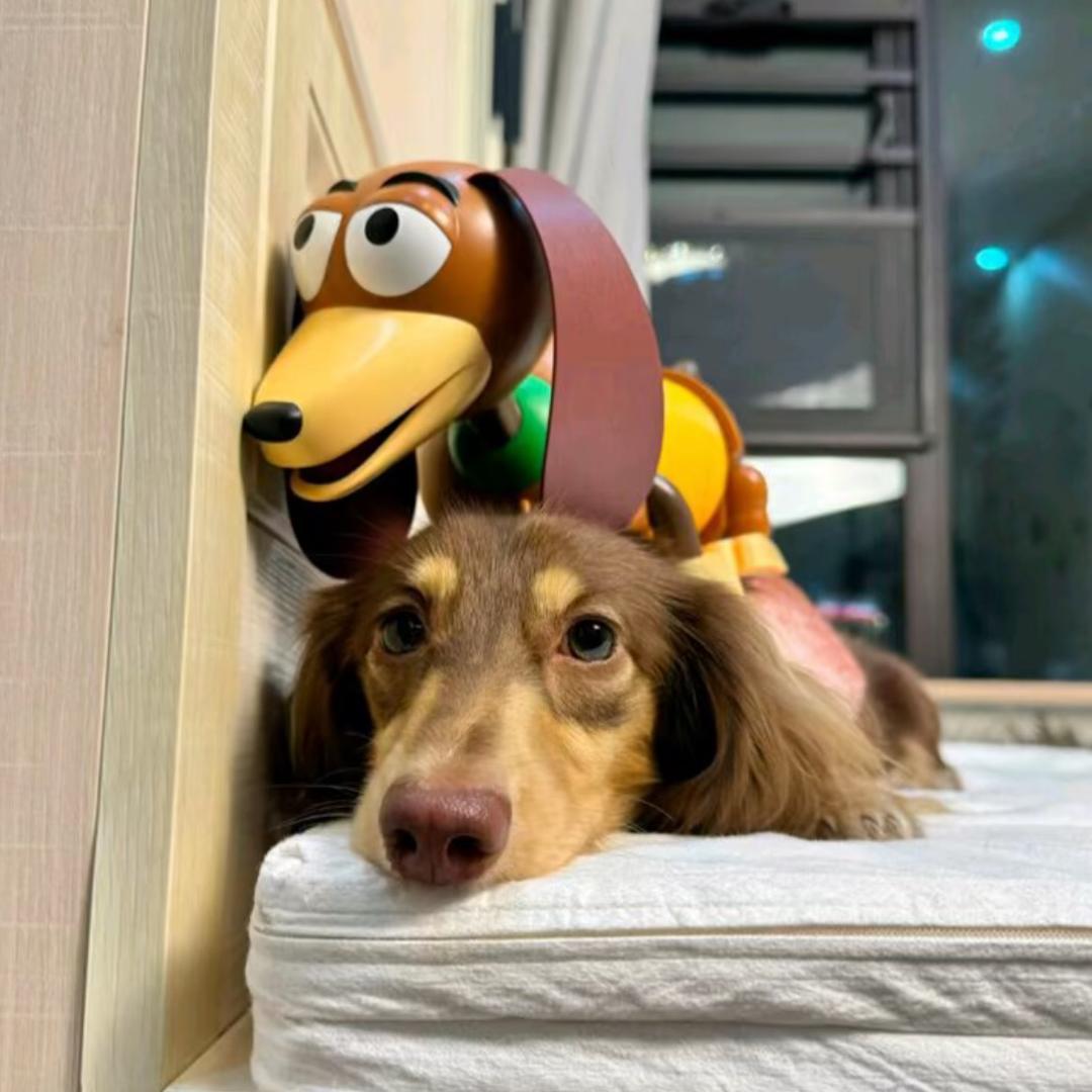 doGvG