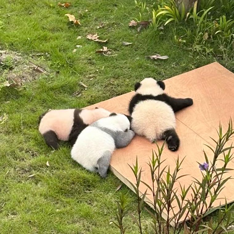 拿铁皮皮💗