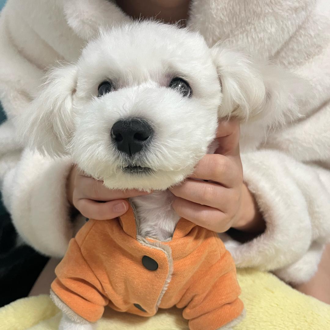 土豆是只小比熊