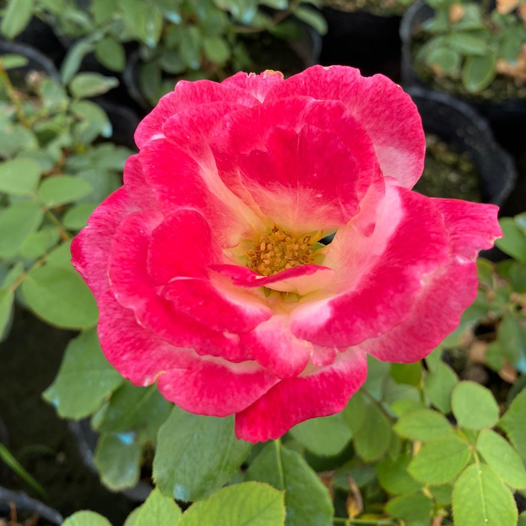 以鲜冠鲜花