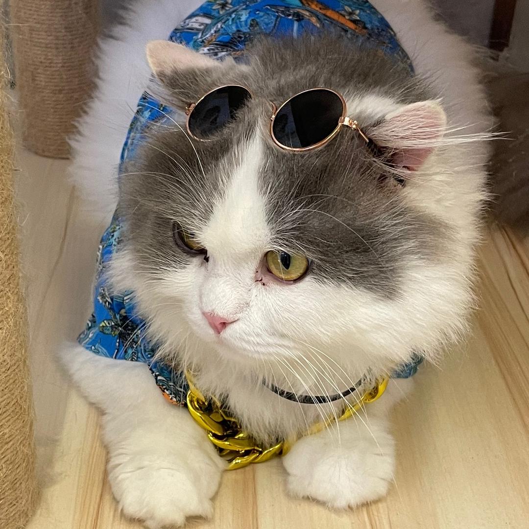 俺有五只猫
