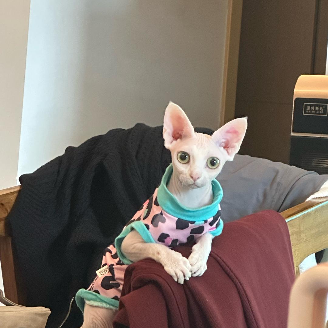 喵喵小众严选