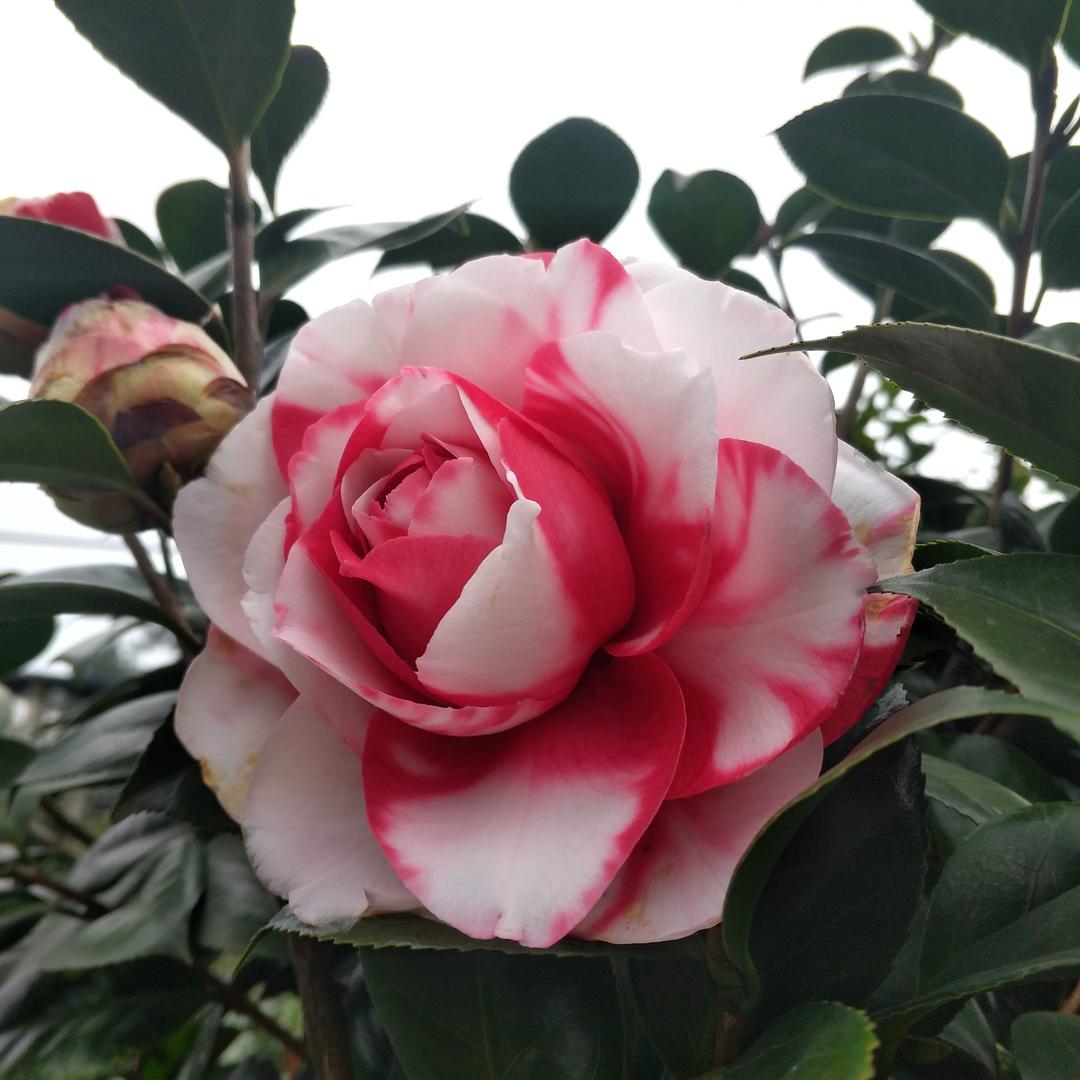 永福与花有名