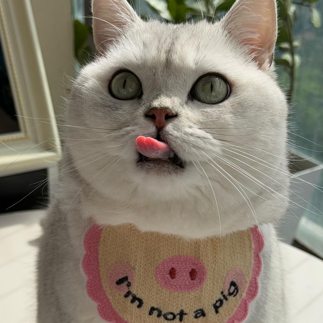 一只小肥锤🐷