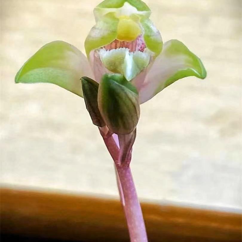 艺草世家
