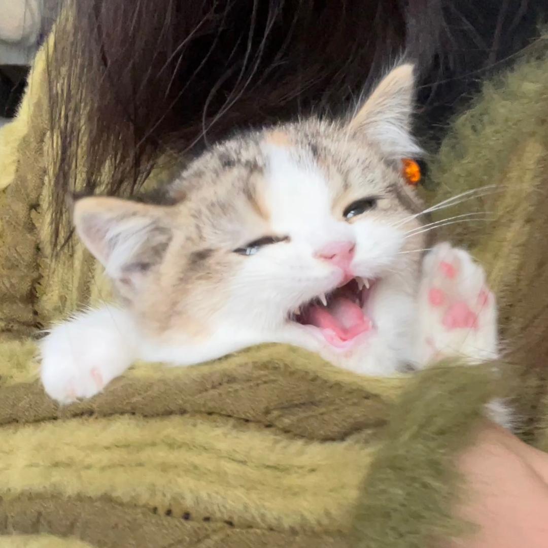 皮蛋豆腐嘿嘿