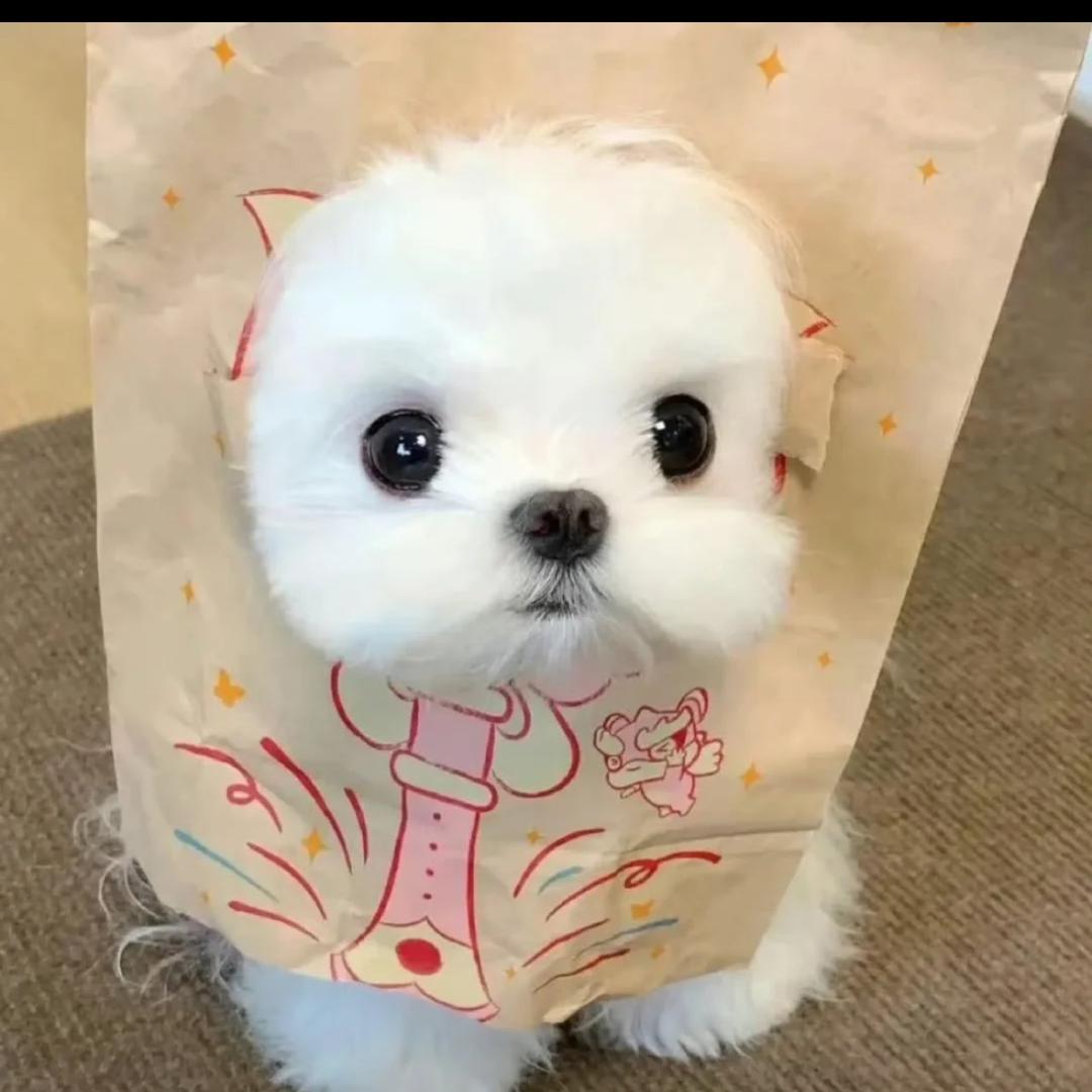 小美大王笑嘻嘻