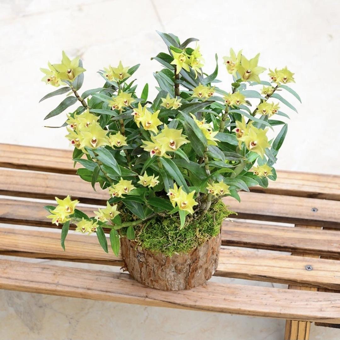 林间仙草铁皮石斛访