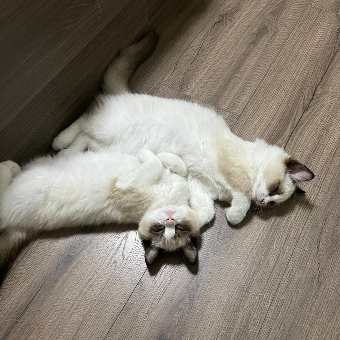 wl冰冰