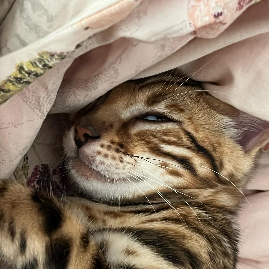 耶斯莫拉