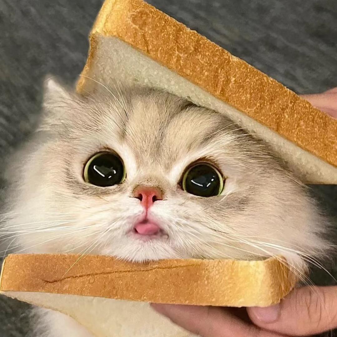猫奴也叫猫小彬
