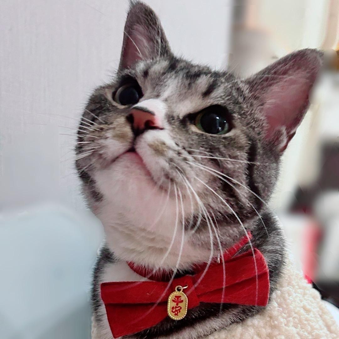 🐈Yaᴗa·ᰔᩚᯓJiᰔé✨