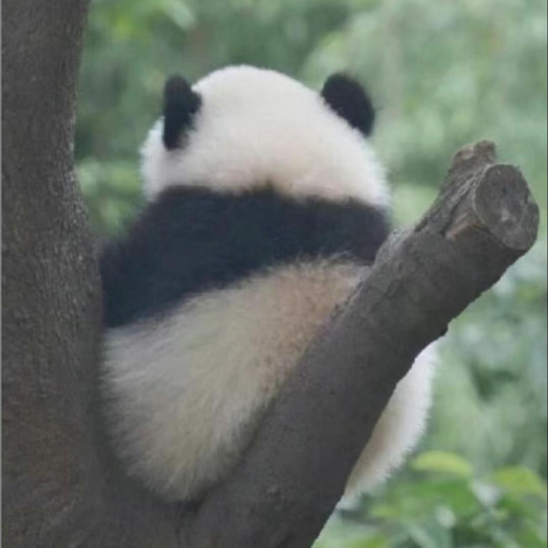 圆头圆脑圆豆莎