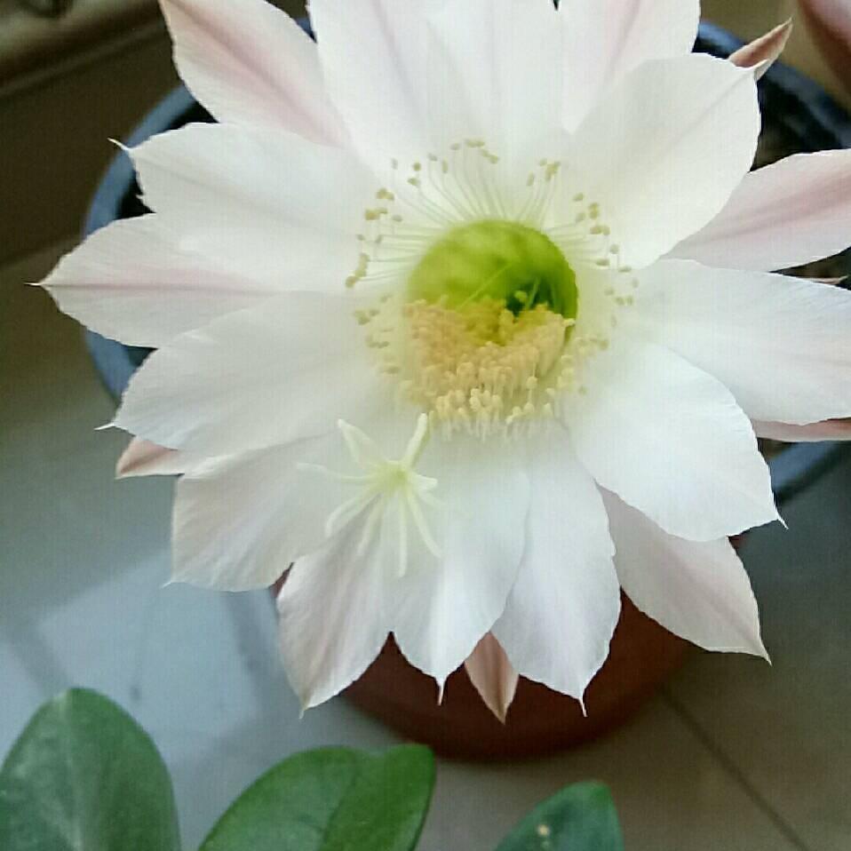 木棉花的春天
