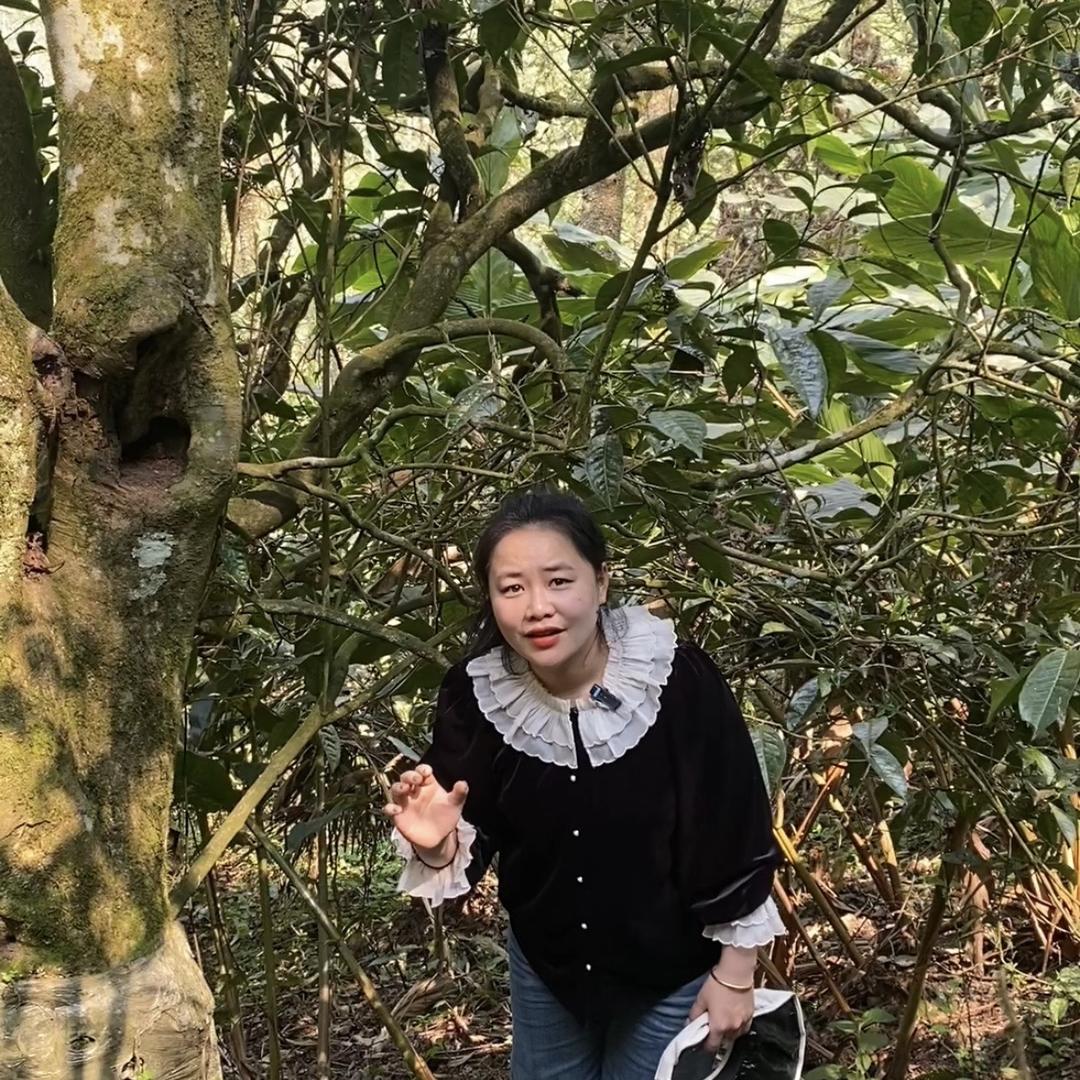 麻栗坡古树茶（沈 妹）