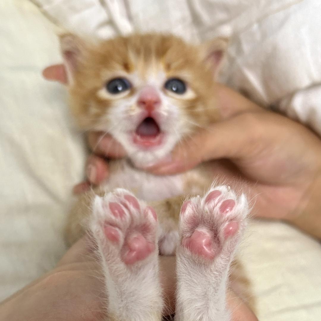 此豆包非彼豆包