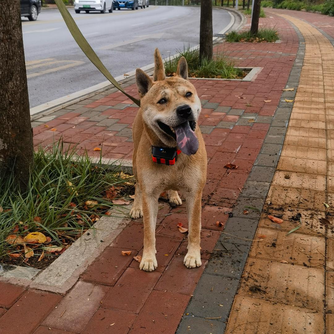 广西土猎犬大帅