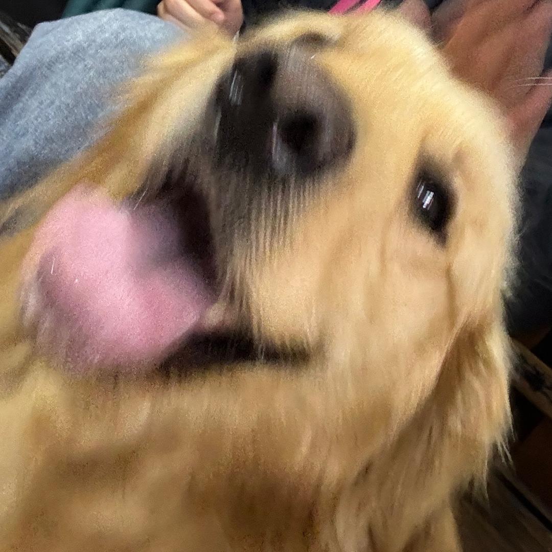 马大哈