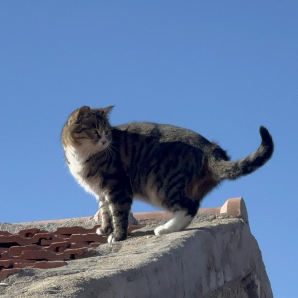 念念二咪（好好生活版）