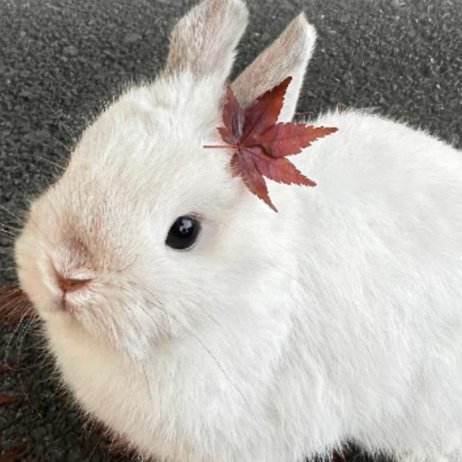 季.