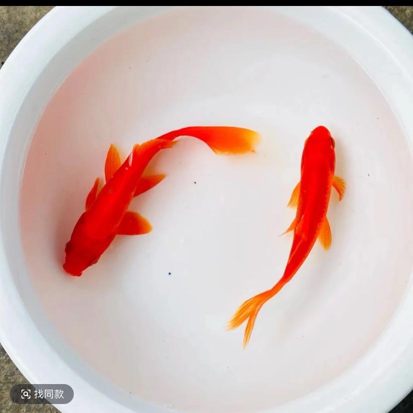 小A观赏鱼
