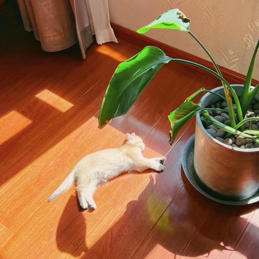 胖X家的大喵～
