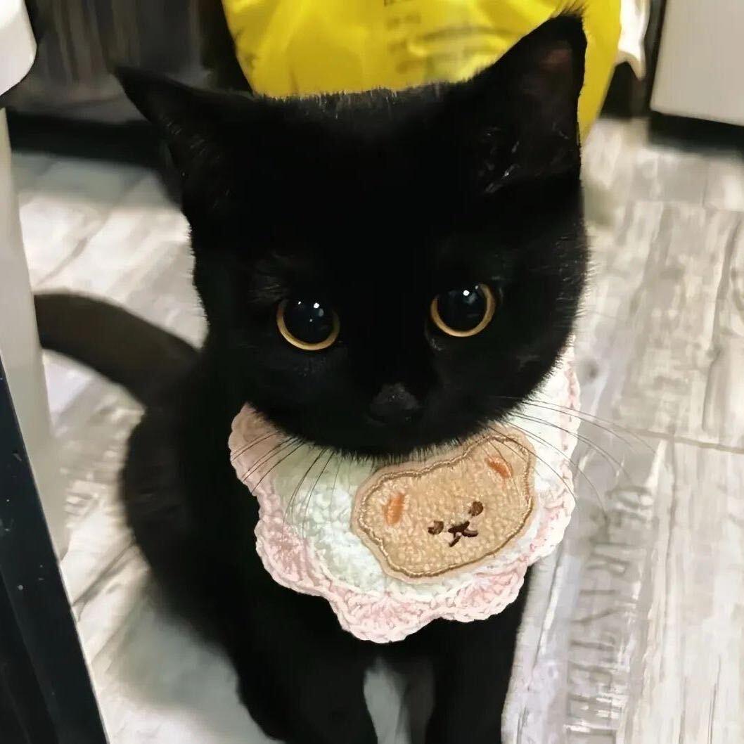 ^cocokitty ^