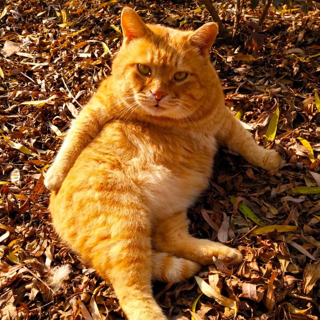 猫咪叫不苦