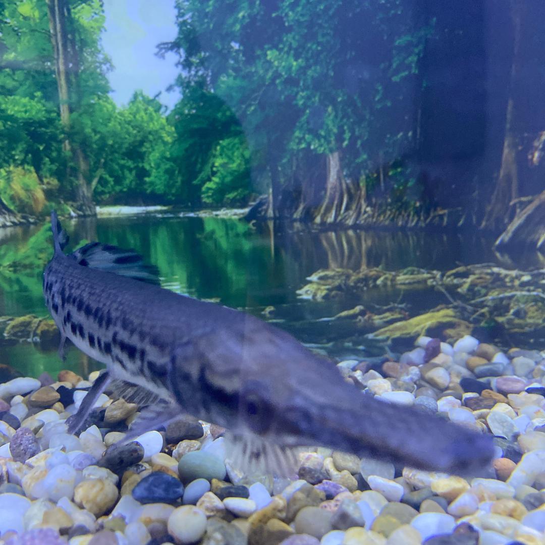 福鳄·鳄龟☠️