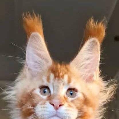 大勇缅因猫