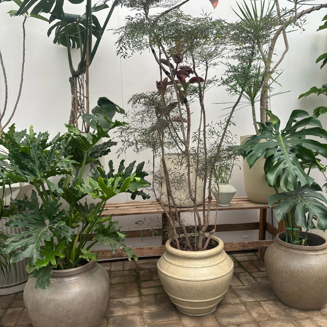 邯郸丛台花卉店轩植馆