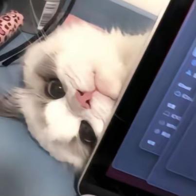 猫Qi.（摄影版）📷