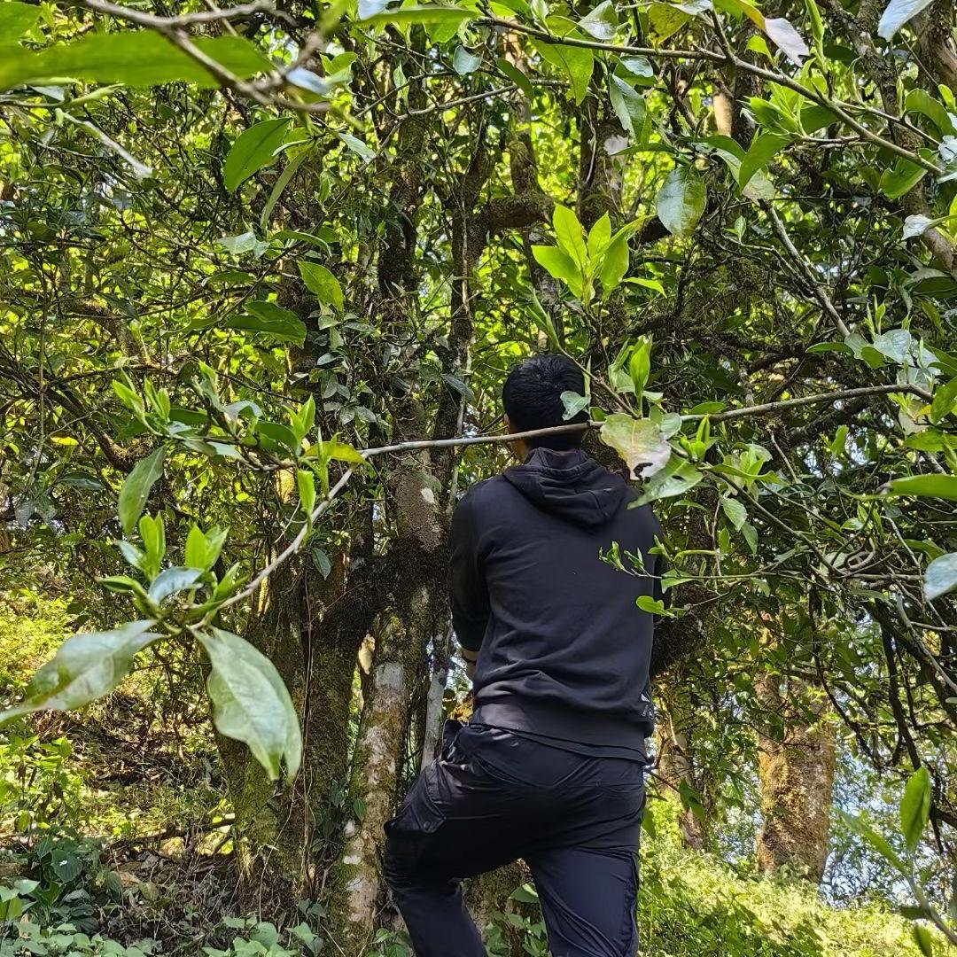 老周的茶叶