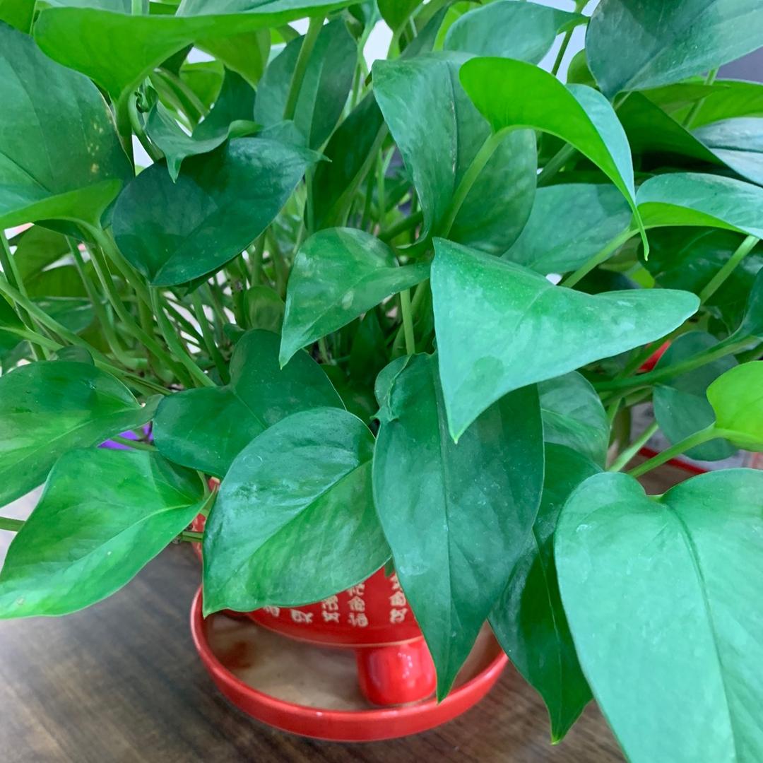 足力健老人鞋（平邑县浚河路店）